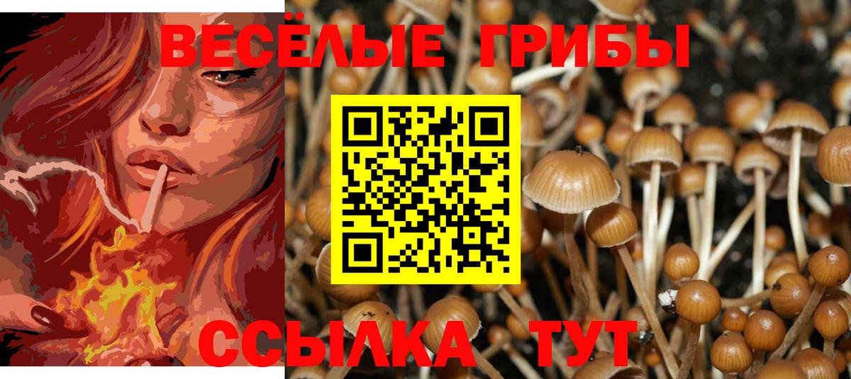 Галлюциногенные грибы Psilocybe Сердобск